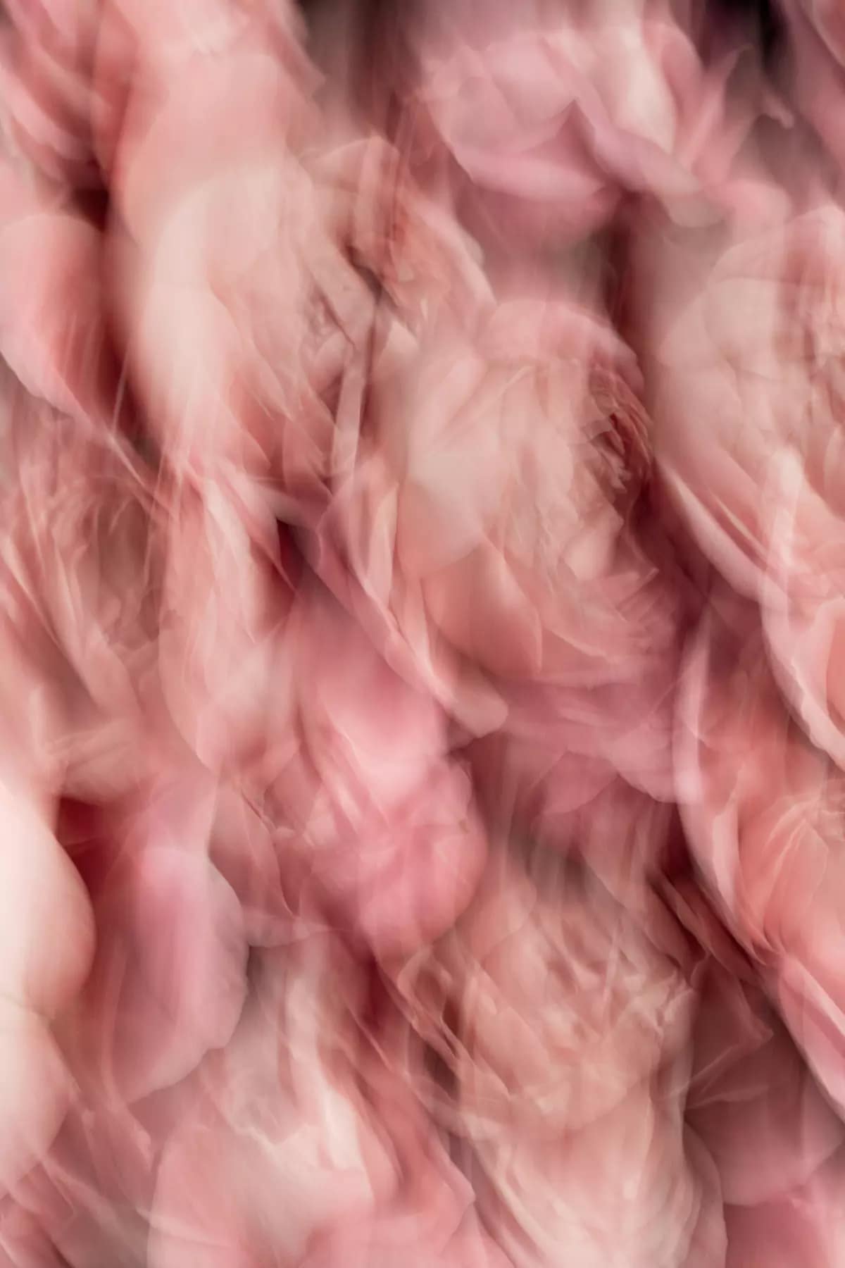 Cabbage roses soft focus dreamy floral photography print — Botanic Art Berlin