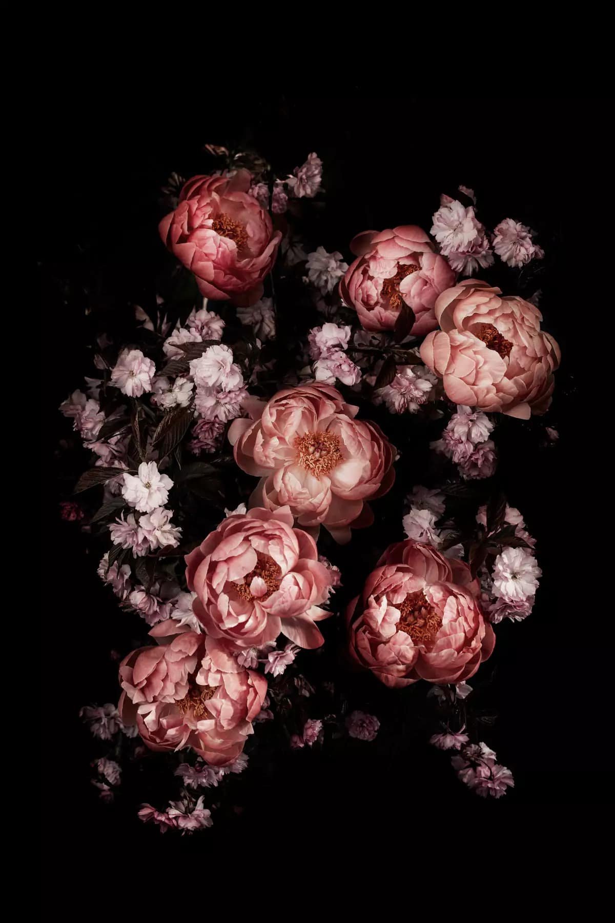 Peonies & Cherry Blossom fine art print , black background, limited edition print - Botanic Art