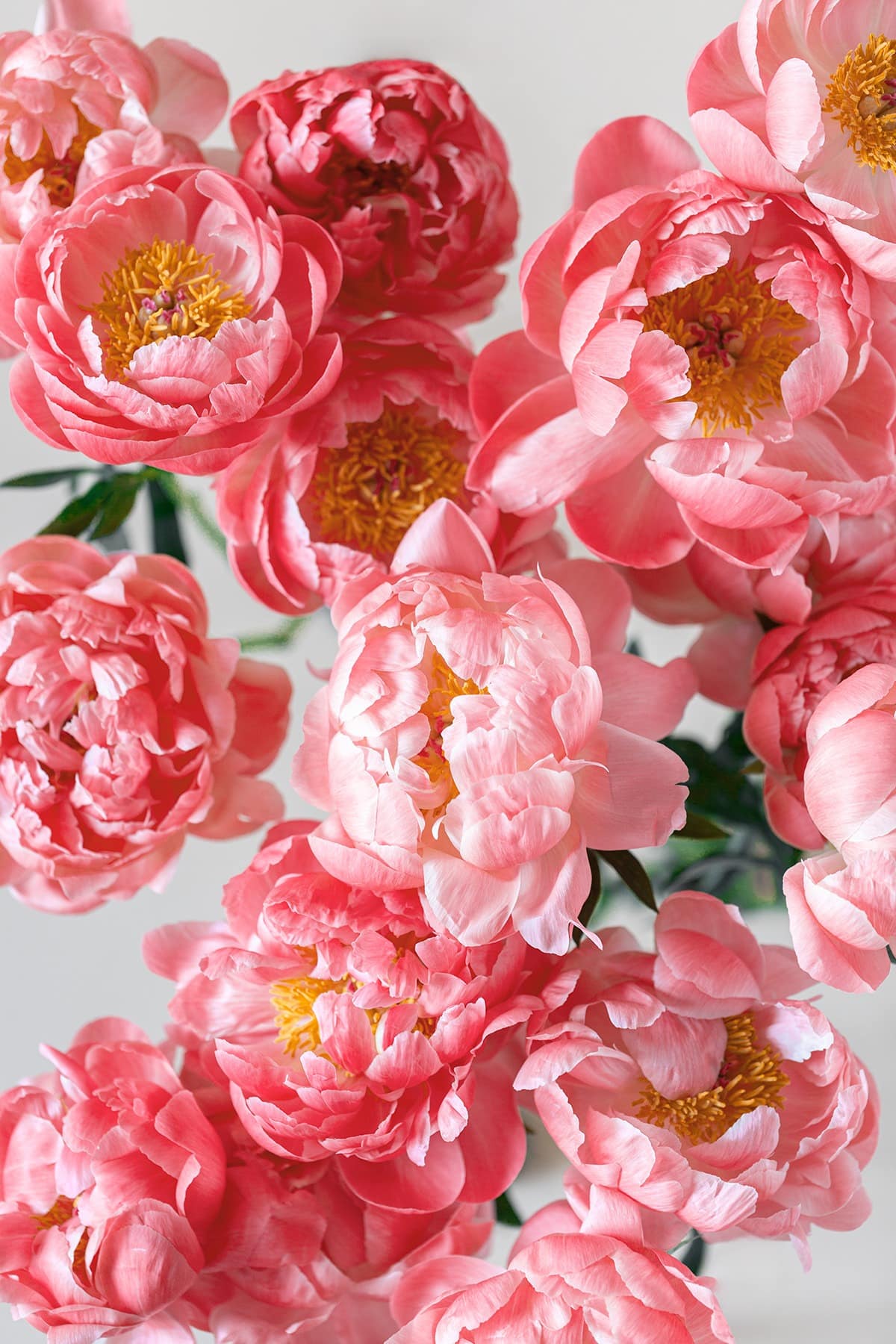 coral peonies digital download
