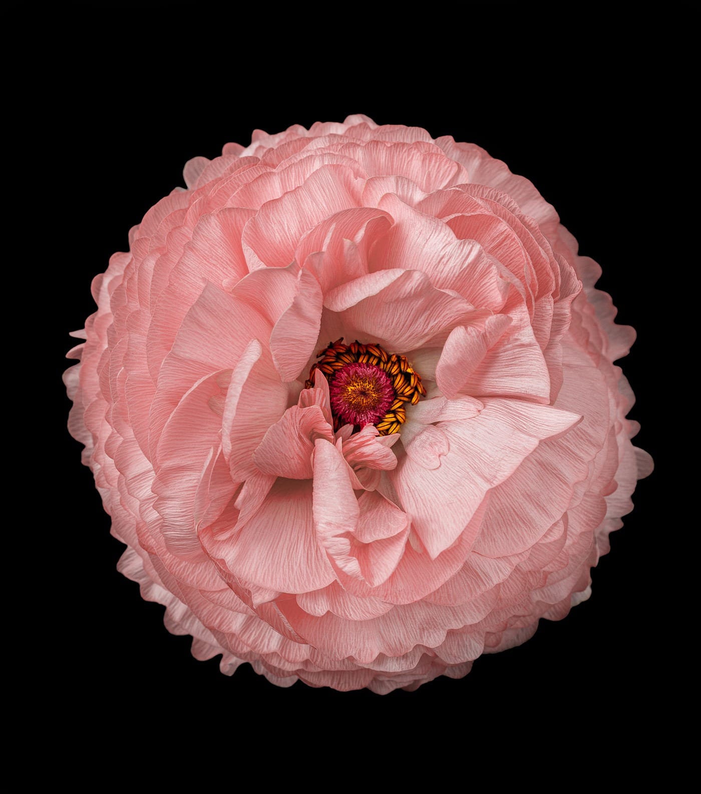 ranunculus flower in full bloom bloom