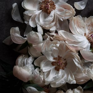 Coral peonies fading botanical photography print on dark backdrop — Botanic Art Berlin