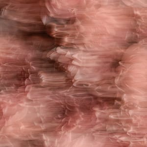 Abstract long-exposure photography print of blush pink dahlias in motion &mdash; soft blurred botanical wall art