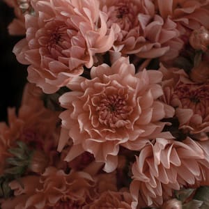Macro photography print of blush pink dahlias in full bloom — botanical fine art wall decor