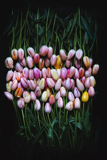Many varieties of French tulips with heads gathered at the centre of the frame, fine art floral print