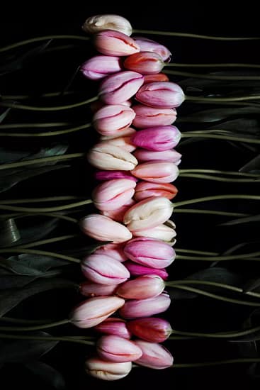 Pink and white French tulips black background photography print — Botanic Art Berlin