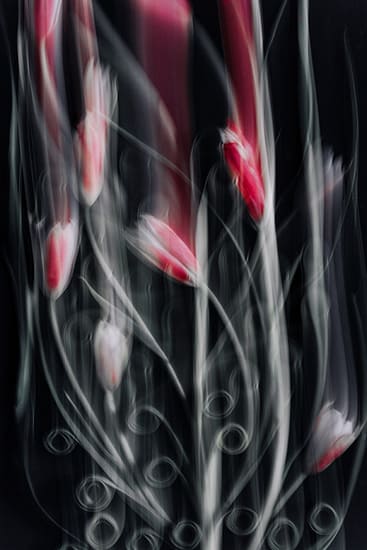 blurry tulips photography