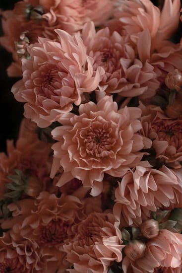 Macro photography print of blush pink dahlias in full bloom — botanical fine art wall decor