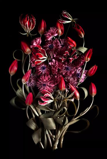 French tulips gloriosa lilies anemones fine art floral photography print — Botanic Art Berlin